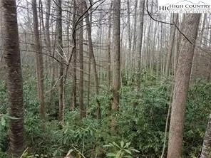 a view of a forest with a tree
