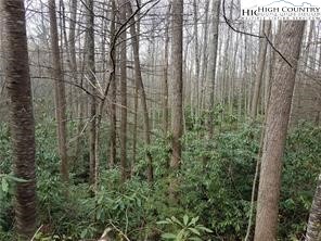Xx Red Clover Road Elk Park, NC 28622 - Photo 6 of 13 a view of a forest with a tree