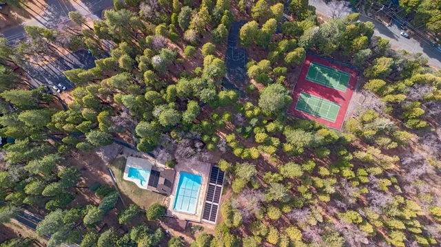 a city view with tall trees