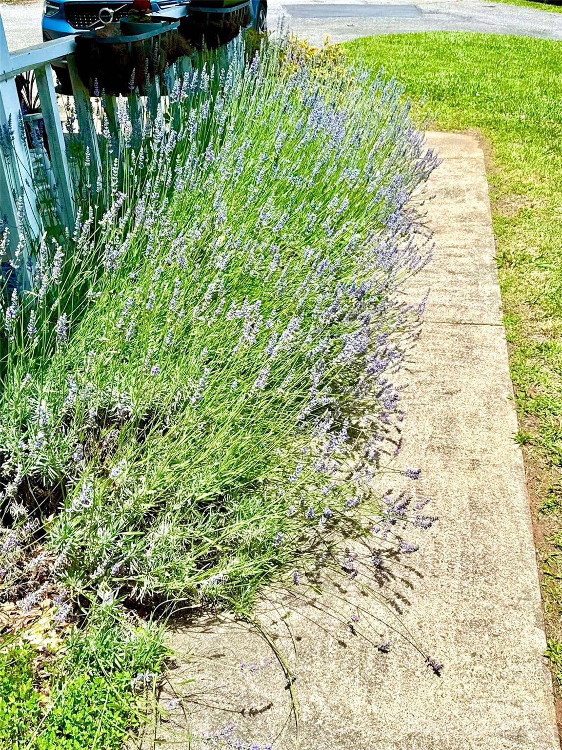 3 Rocking Porch Road Asheville, NC 28805 - Photo 7 of 25 a view of a garden