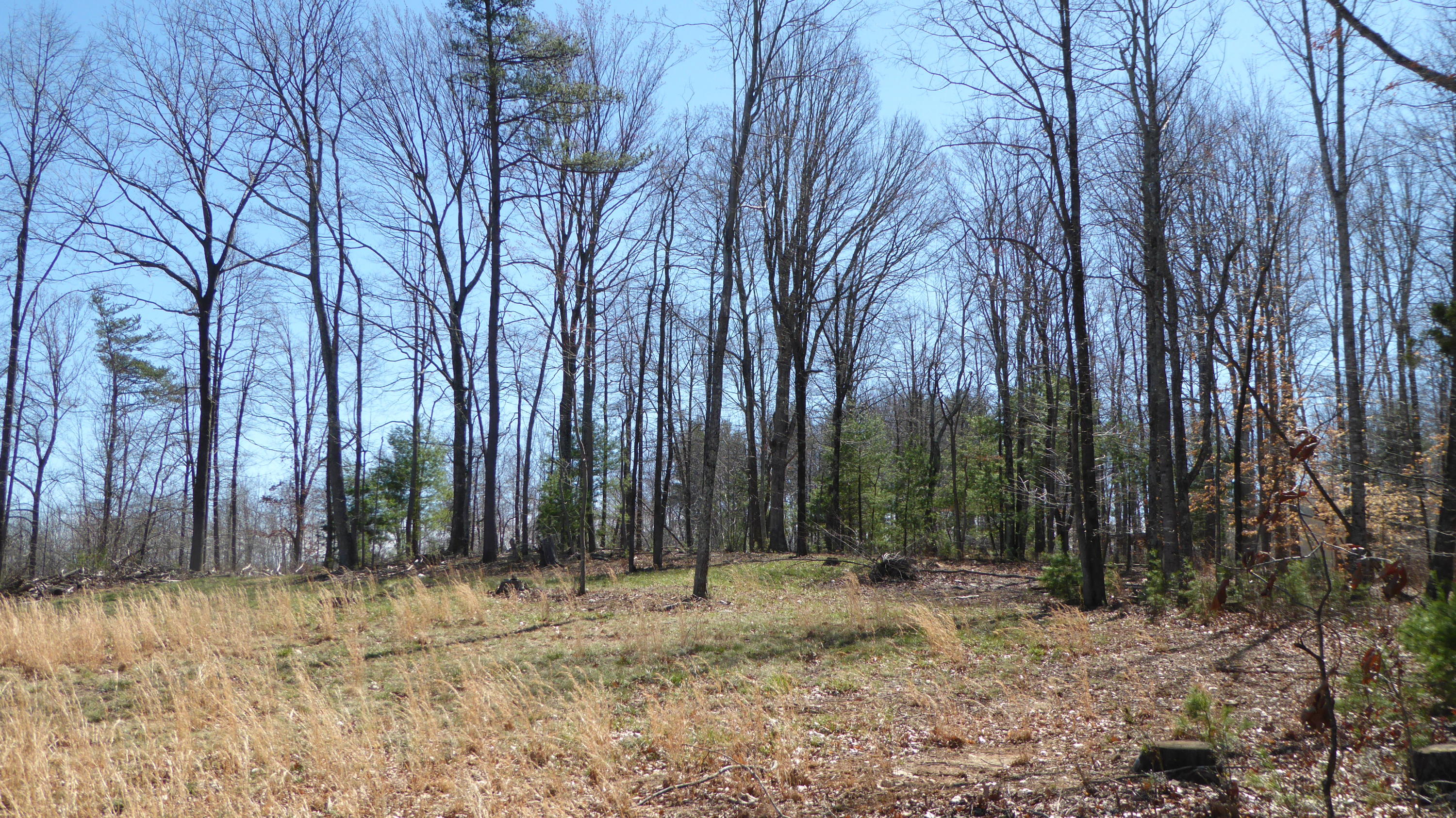 952 Rock Ridge Road Callaway, VA 24067 - Photo 22 of 46 a view of outdoor space with lots of trees