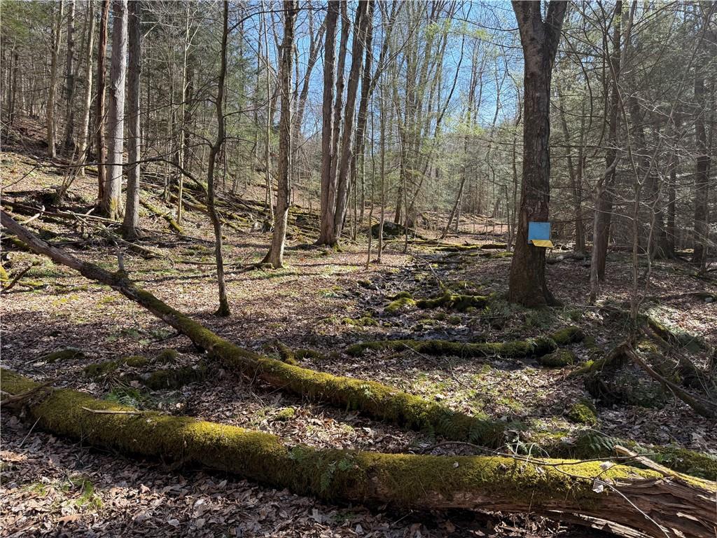 0 Boat Launch Road Dayton, PA 16222 - Photo 29 of 44 a view of a yard with large trees
