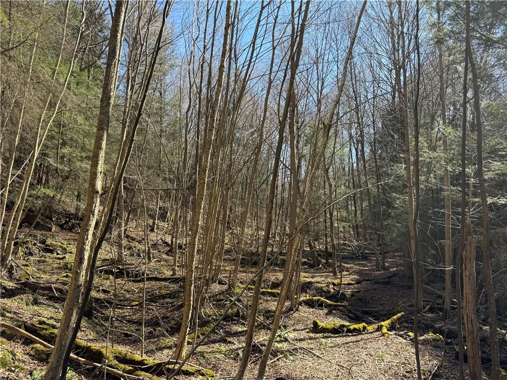 0 Boat Launch Road Dayton, PA 16222 - Photo 39 of 44 a view of a forest