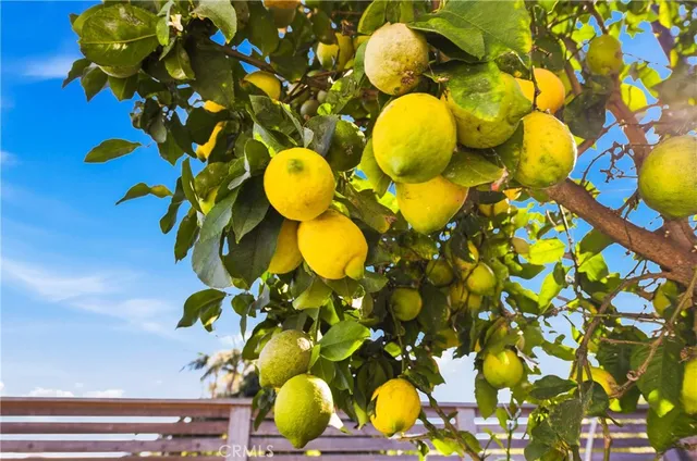 a view of a flower in a mirror