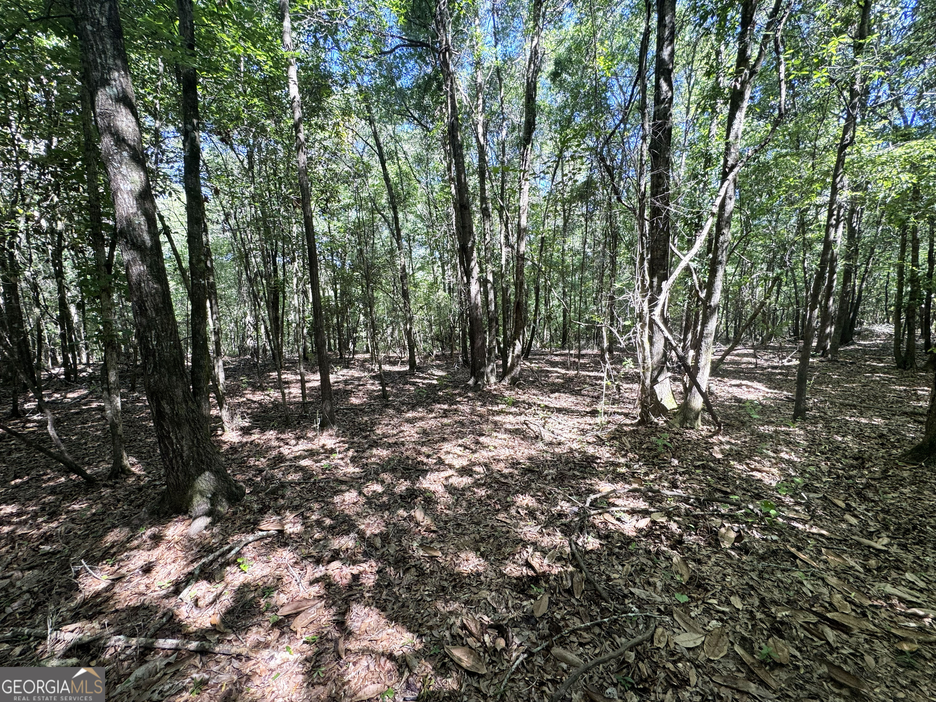 2415 Highway 82 Cuthbert, GA 39840 - Photo 9 of 25 a view of outdoor space with lots of trees