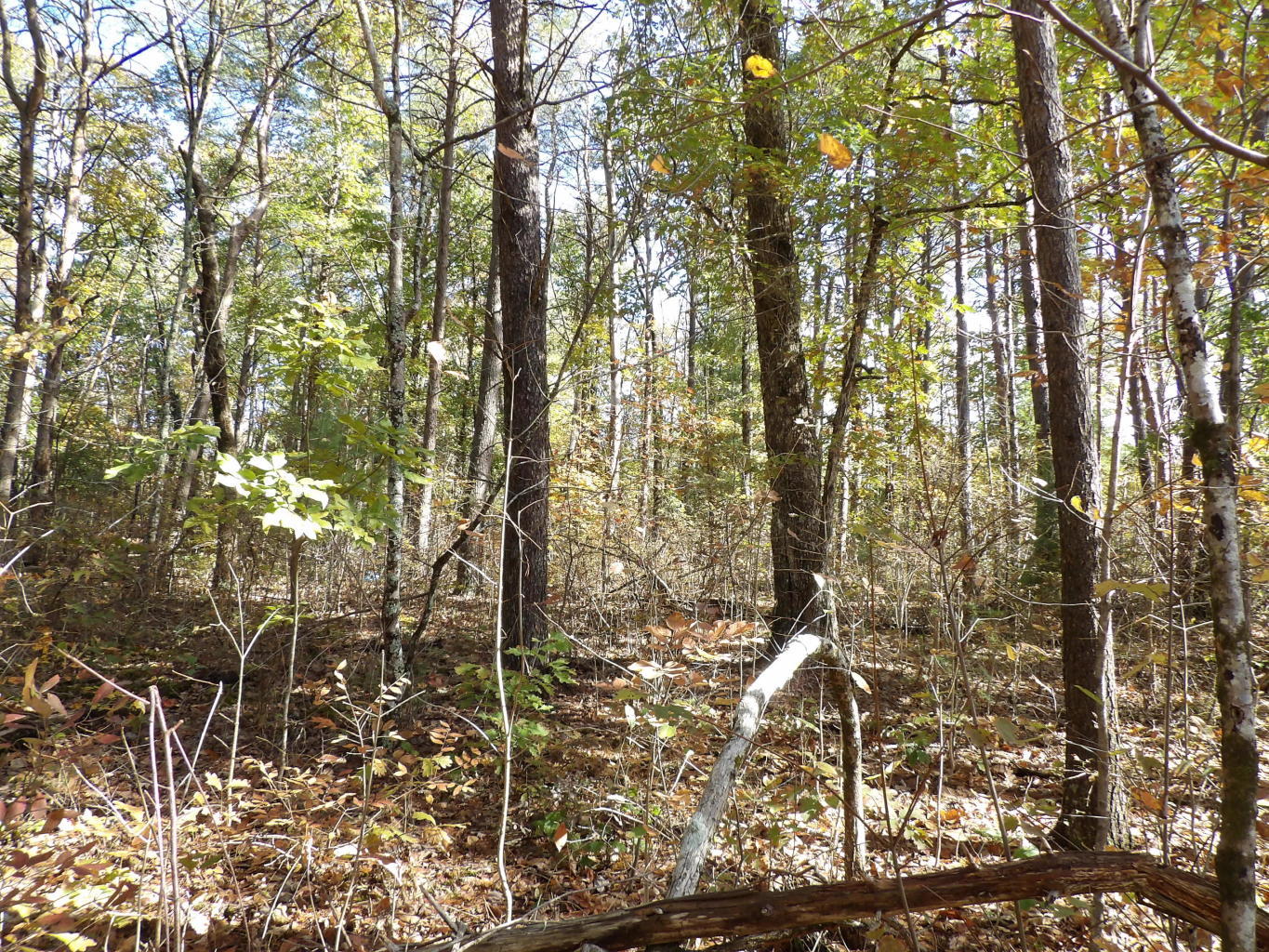 5 Dunn Road, Unit 4A Spring City, TN 37381 - Photo 14 of 17 20191022204207937400000000-o