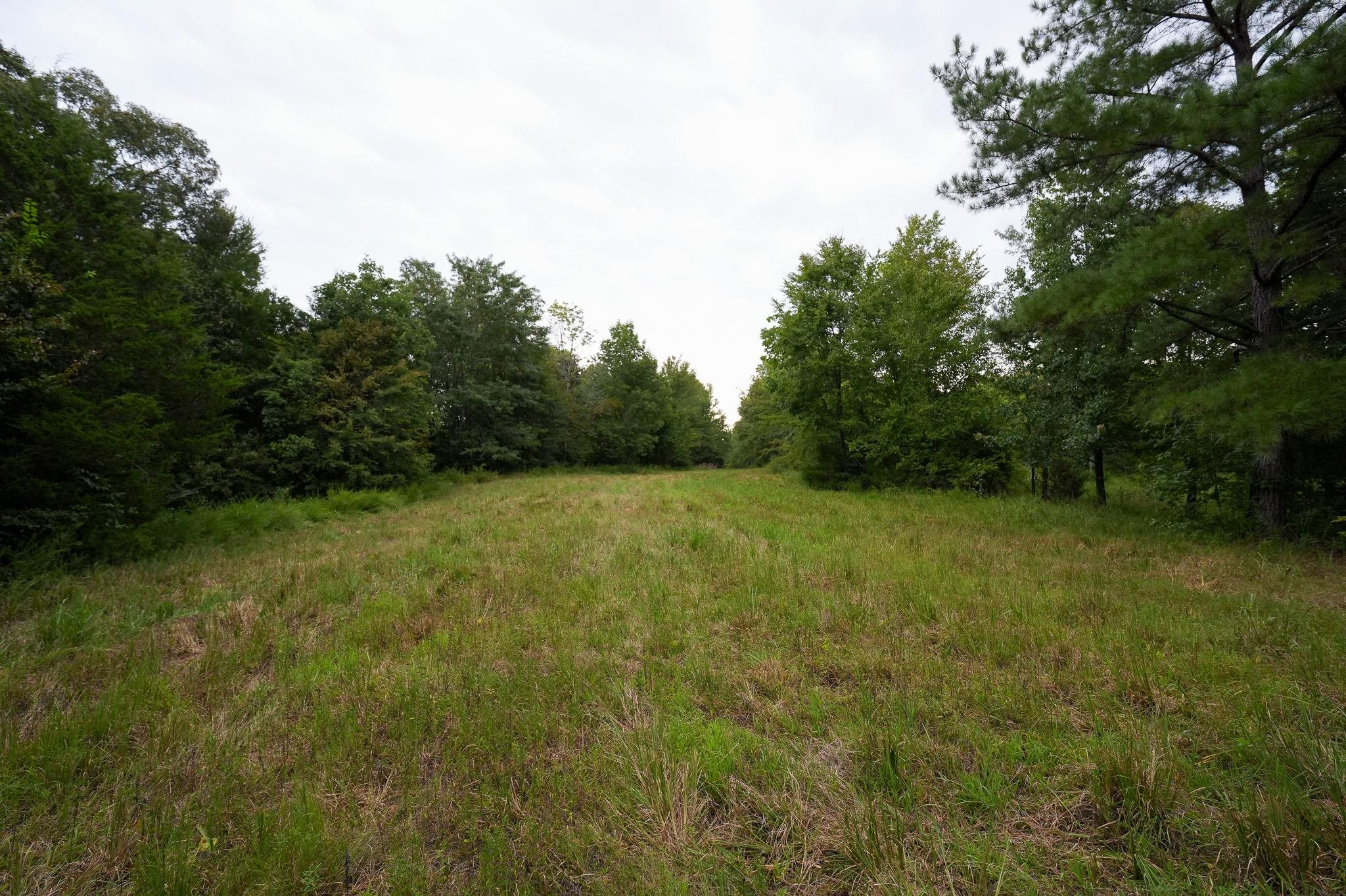 2525 Pittman Road Somerville, TN 38068 - Photo 29 of 38 Expansive grassy clearing bordered by mature trees