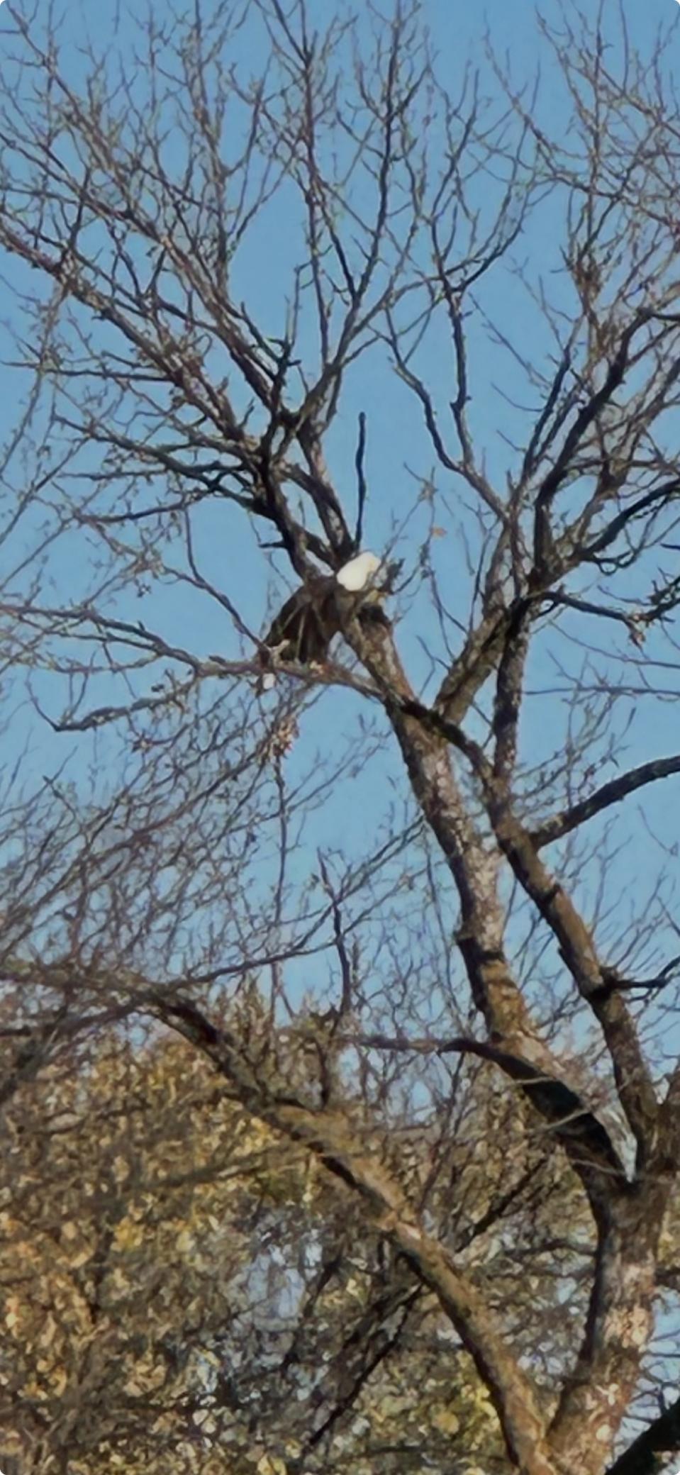 7239 River Road Chester, IA 52134 - Photo 9 of 16