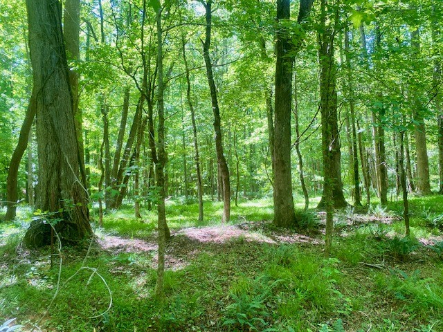 0 Pete Johnson Road Tignall, GA 30668 - Photo 7 of 43 Hardwood Canopy bottom land with Ferns