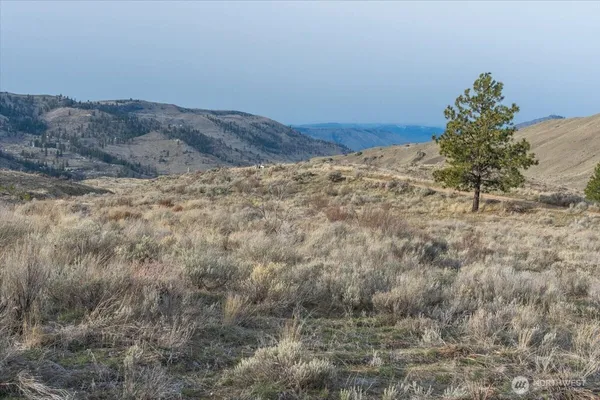 a view of a dry yard with trees