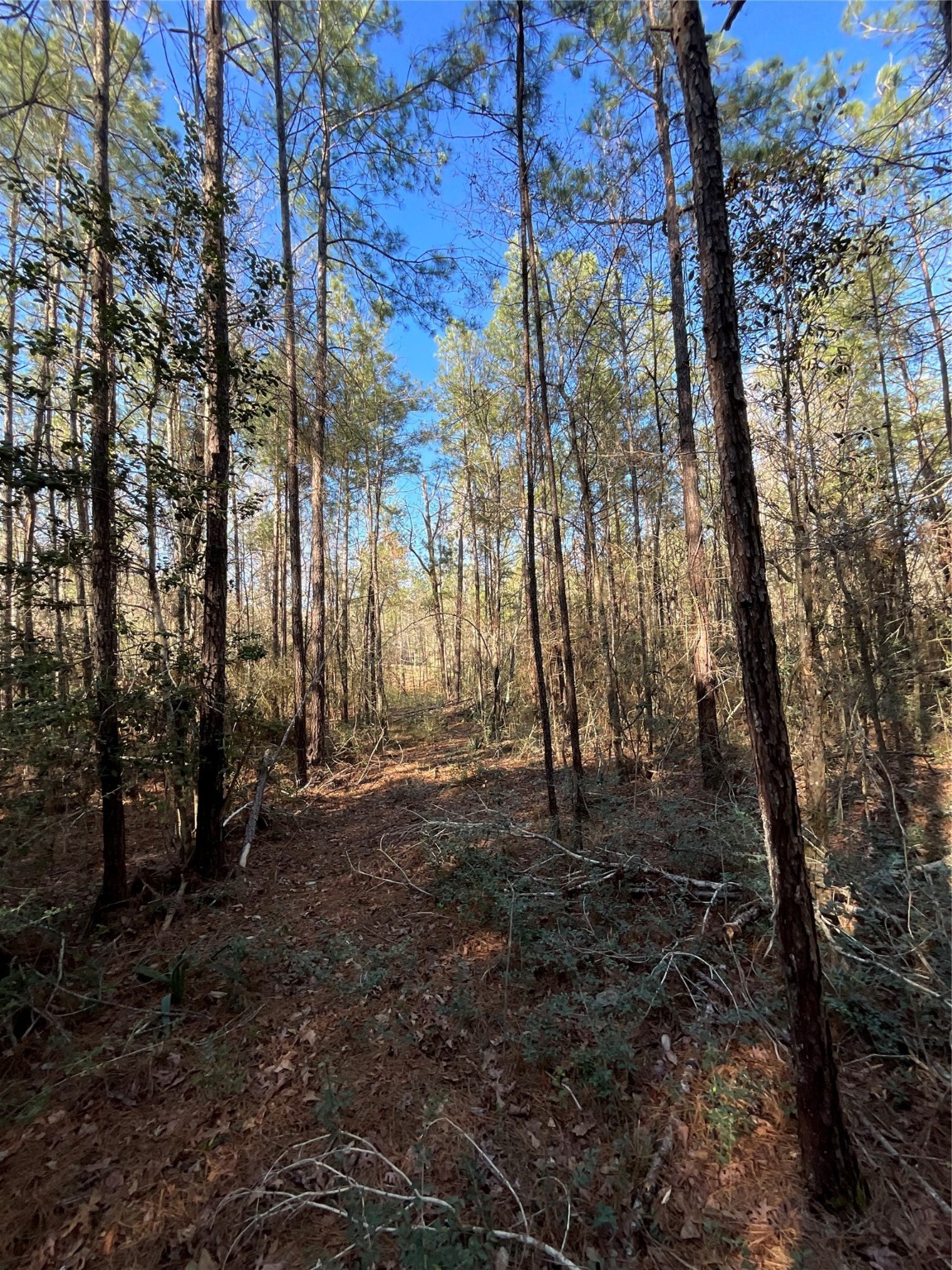 175 Exploration Road Willis, TX 77378 - Photo 2 of 5