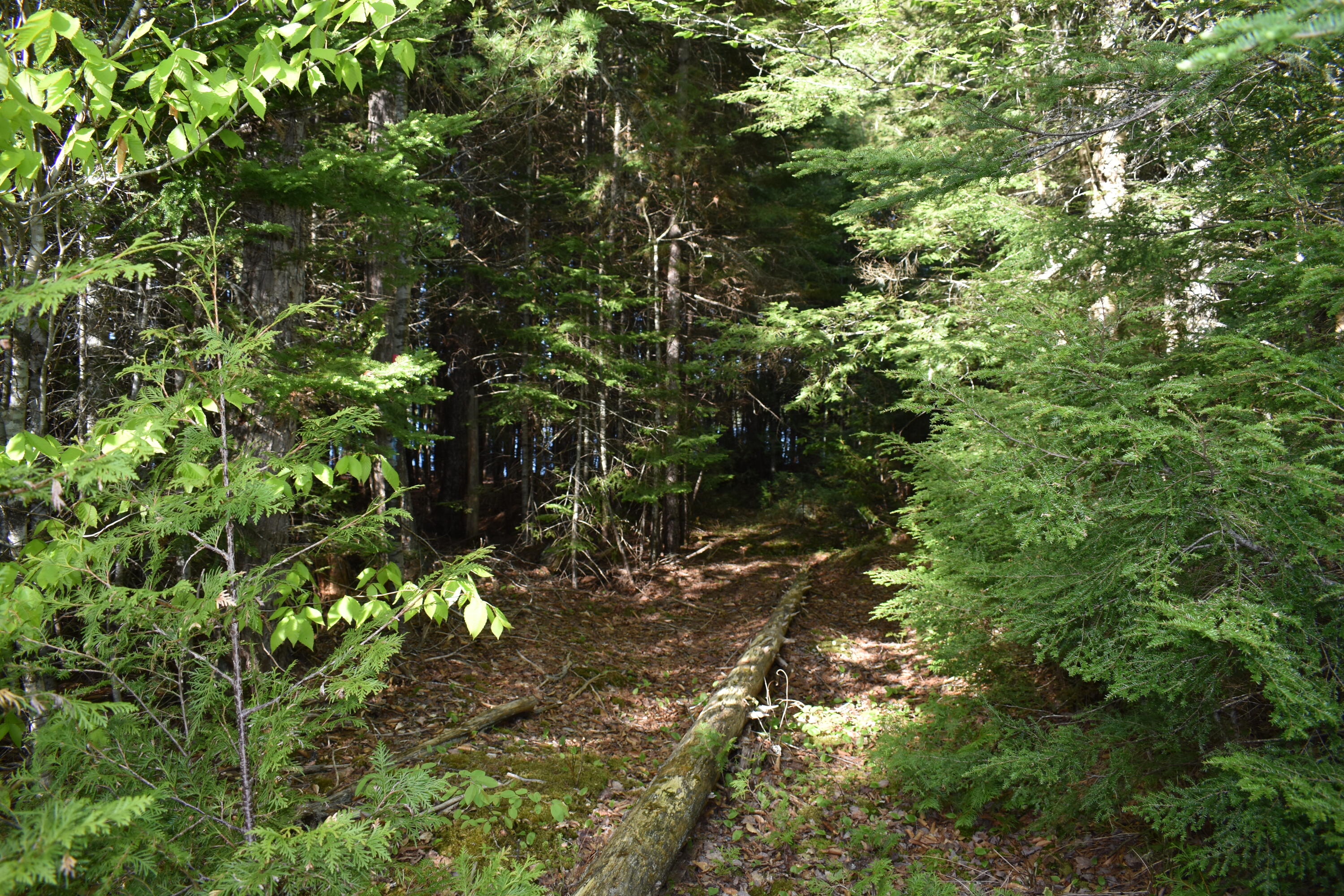 Lot 2 Horseshoe Lake Road Lakeville, ME 04487 - Photo 15 of 26 DSC_0097