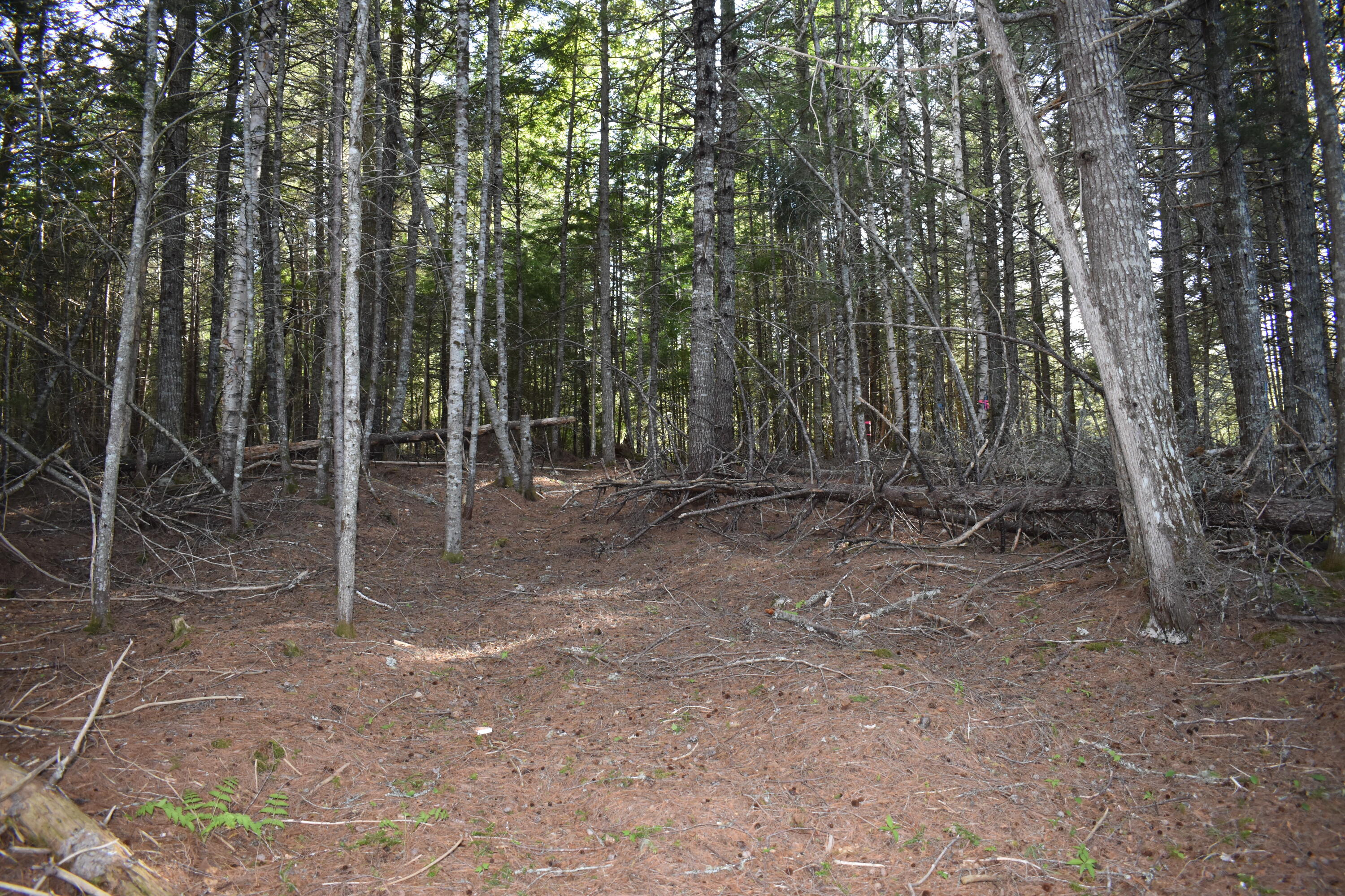 Lot 2 Horseshoe Lake Road Lakeville, ME 04487 - Photo 19 of 26 DSC_0106