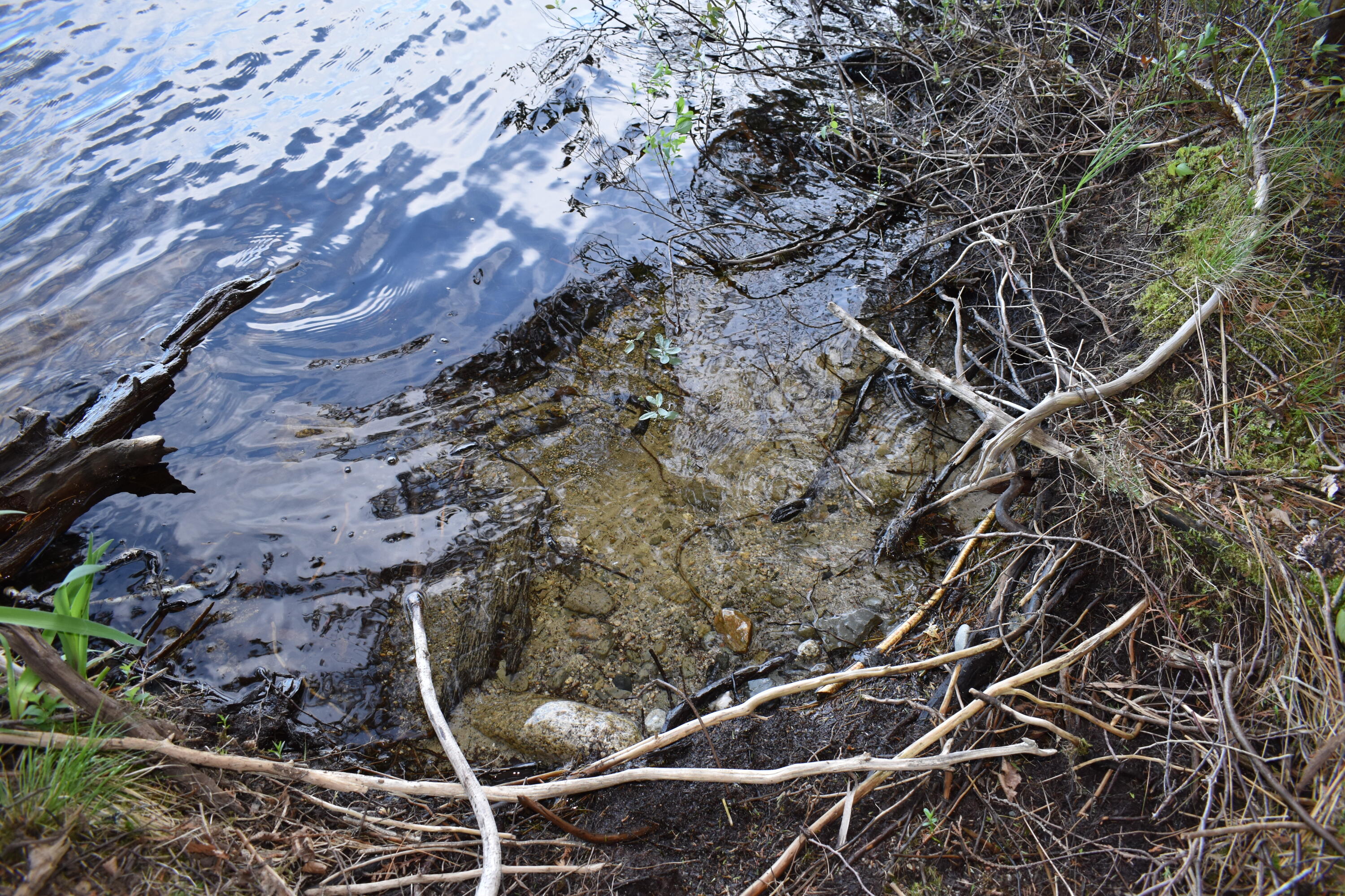 Lot 2 Horseshoe Lake Road Lakeville, ME 04487 - Photo 2 of 26 DSC_0101
