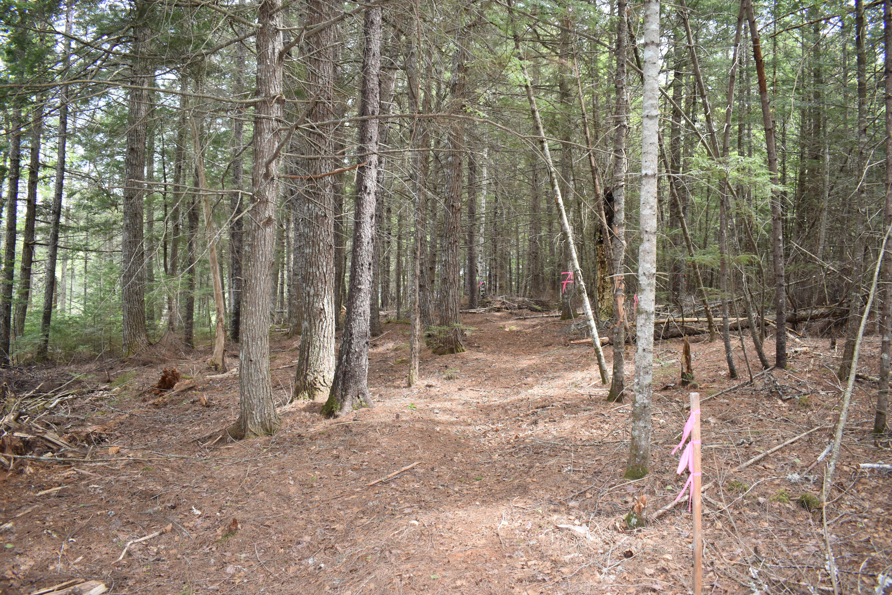 Lot 2 Horseshoe Lake Road Lakeville, ME 04487 - Photo 22 of 26 DSC_0204