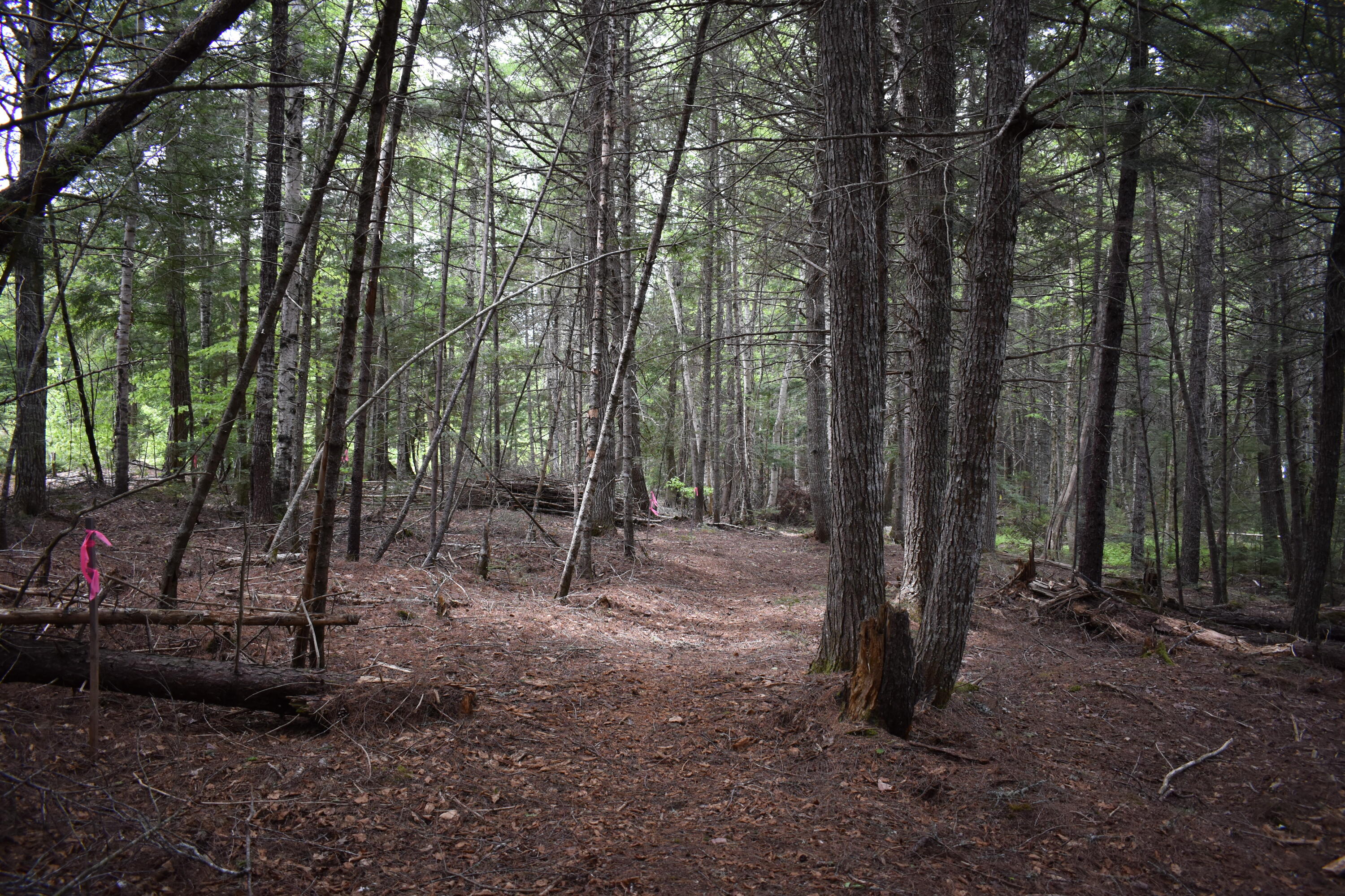 Lot 2 Horseshoe Lake Road Lakeville, ME 04487 - Photo 24 of 26 DSC_0208