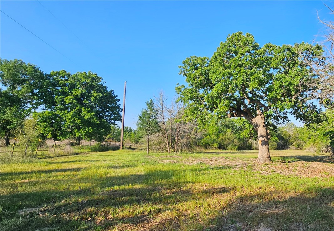 6538 Olympia Buddy Road College Station, TX 77845 - Photo 40 of 50 a view of a tree in a yard