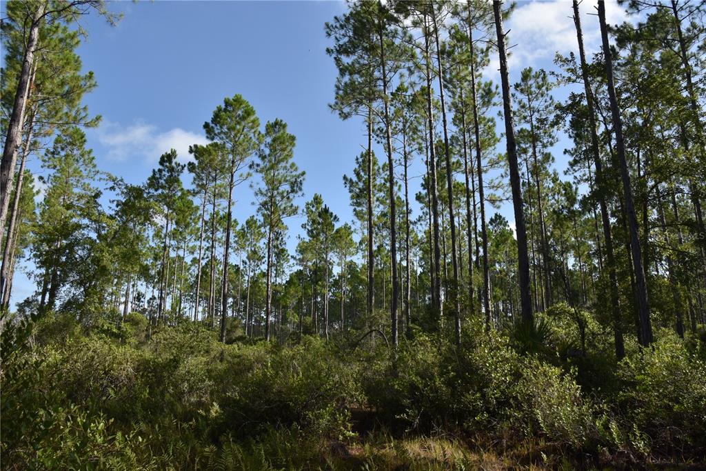 Off Se 30th Street Inglis, FL 34449 - Photo 1 of 1 a view of a garden