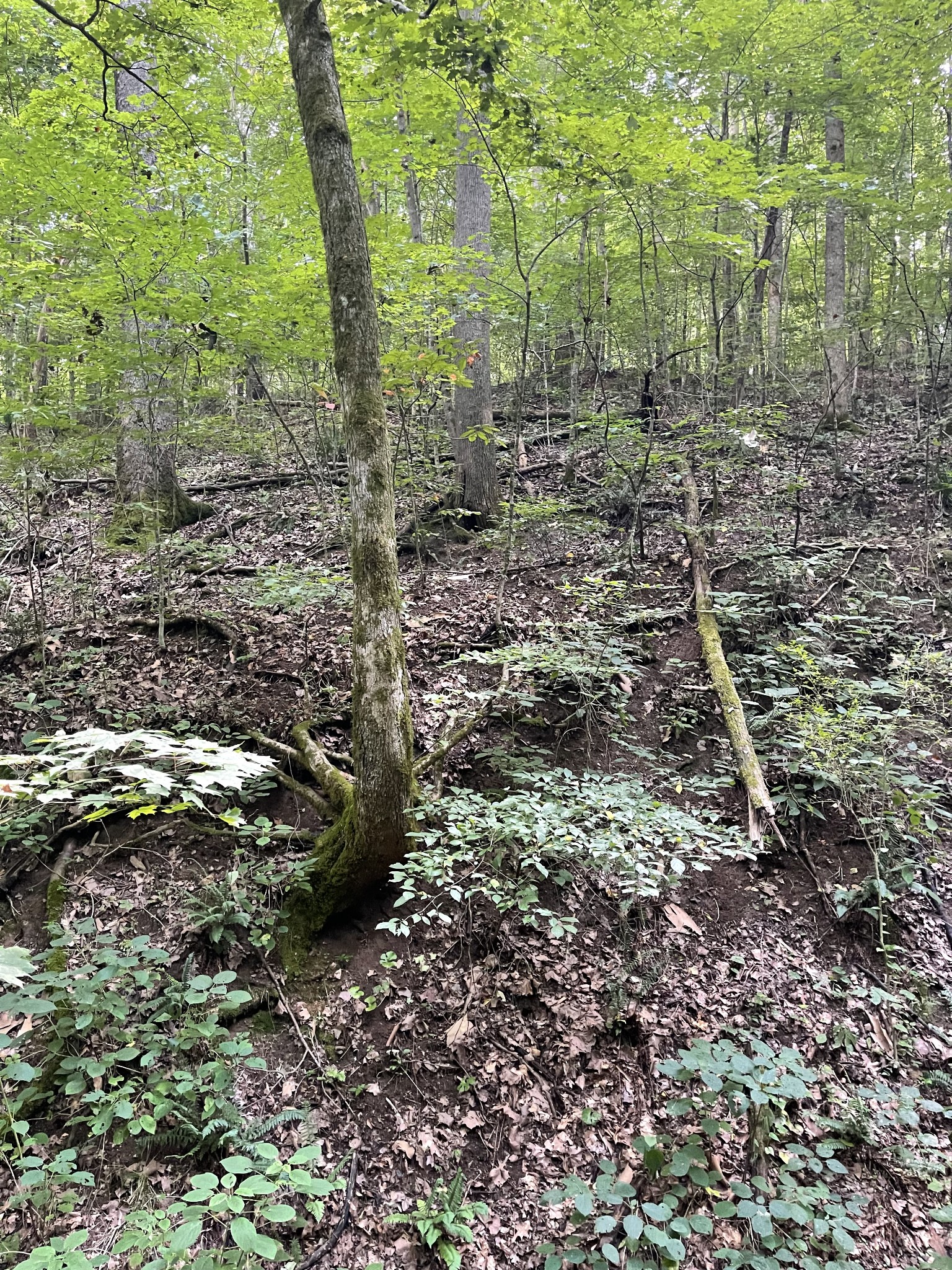 7290 Chestnut Ridge Road Winchester, TN 37398 - Photo 12 of 13 a view of a forest with lots of trees