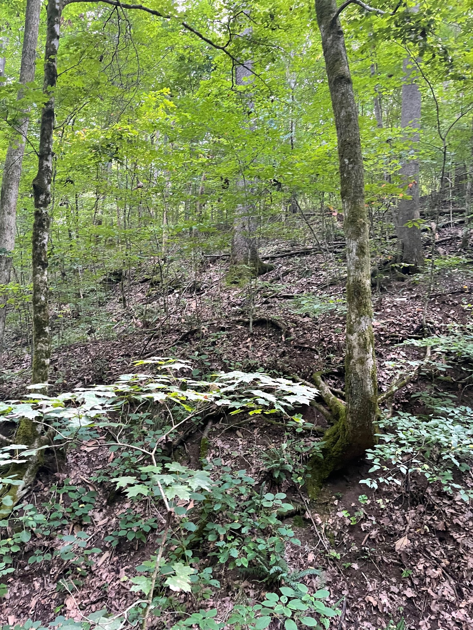 7290 Chestnut Ridge Road Winchester, TN 37398 - Photo 13 of 13 a view of a forest that has large trees