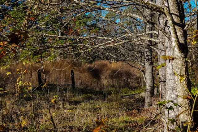 a view of an outdoor space with a tree