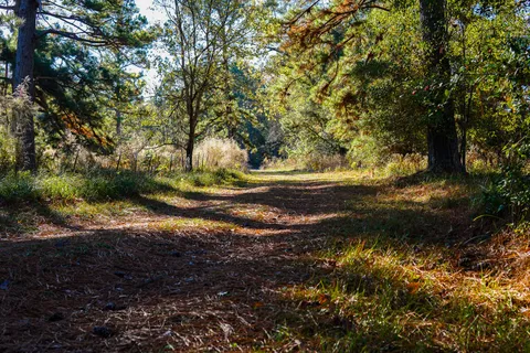 a view of a yard with plants and trees