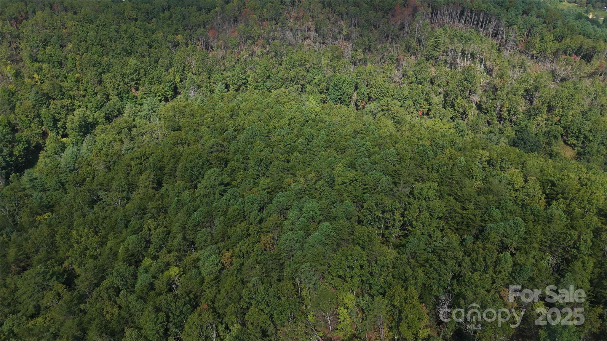 Off Lavender Road Old Fort, NC 28762 - Photo 2 of 8 a view of a lush green forest