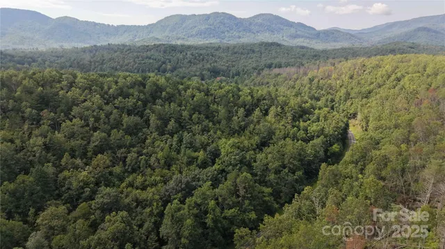 a view of a forest with a mountain in the background