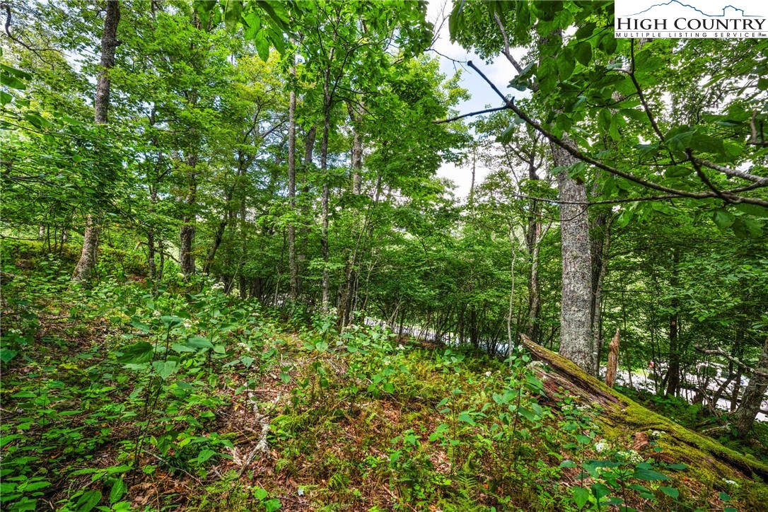 Lot 15 Boone Ridge Lane Boone, NC 28607 - Photo 7 of 16 a view of a lush green forest