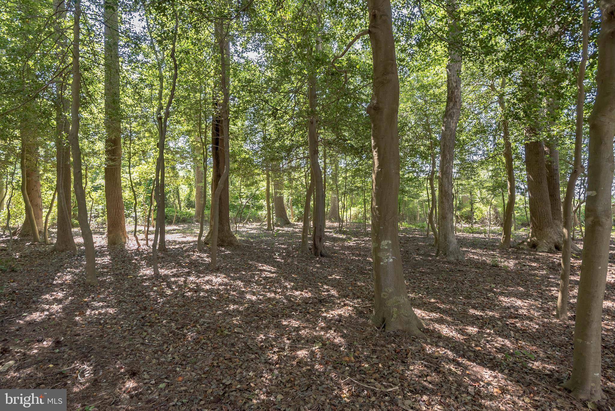 2232 Elliott Island Road Vienna, MD 21869 - Photo 5 of 23