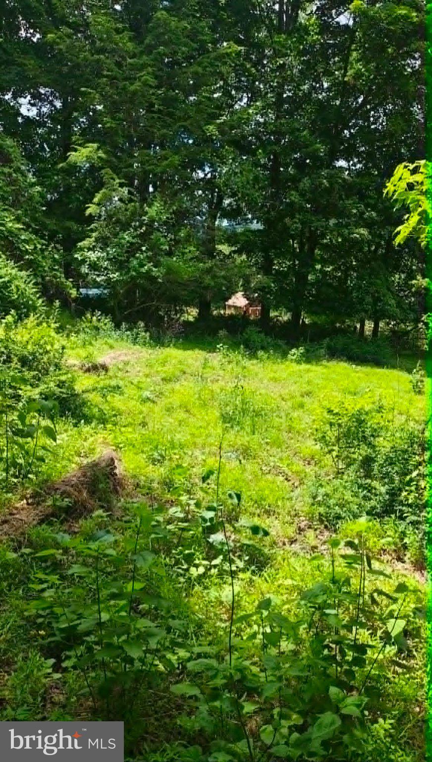 439 Trevorton Road Trevorton, PA 17881 - Photo 78 of 79 Lush green clearing in serene woods.
