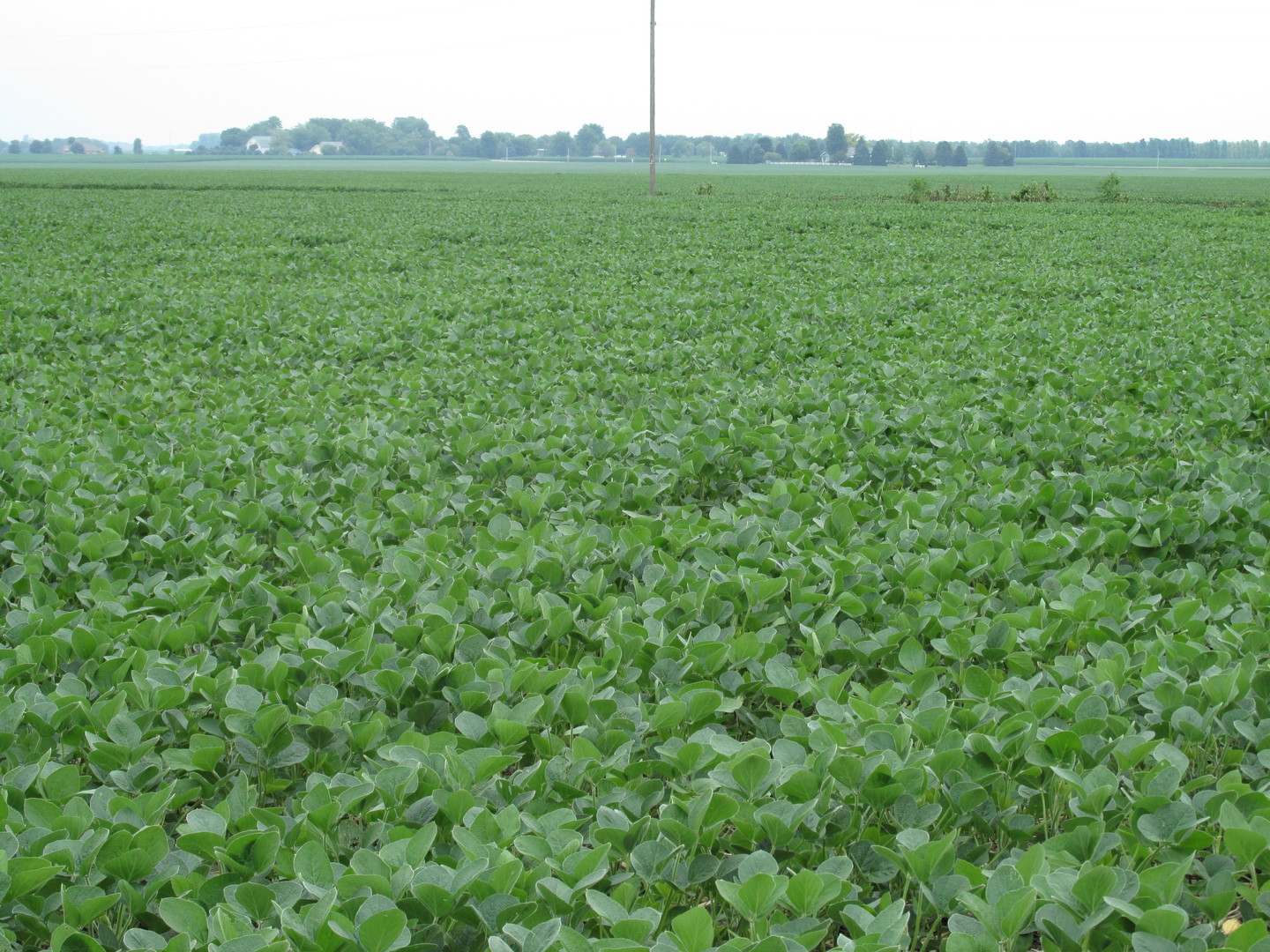 0 Chicago Road Sandwich, IL 60548 - Photo 4 of 7 a view of a green field with plants