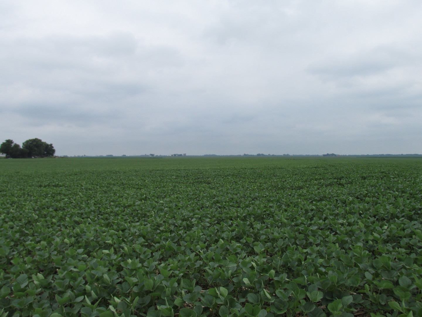 0 Chicago Road Sandwich, IL 60548 - Photo 5 of 7 a view of a field of grass and trees