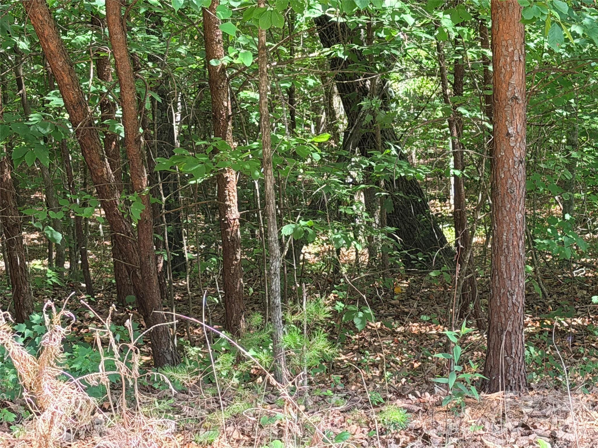 0 Grassy Knob Road, Unit 5 Mill Spring, NC 28756 - Photo 8 of 10