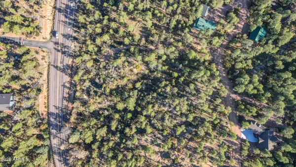 a picture of a tree