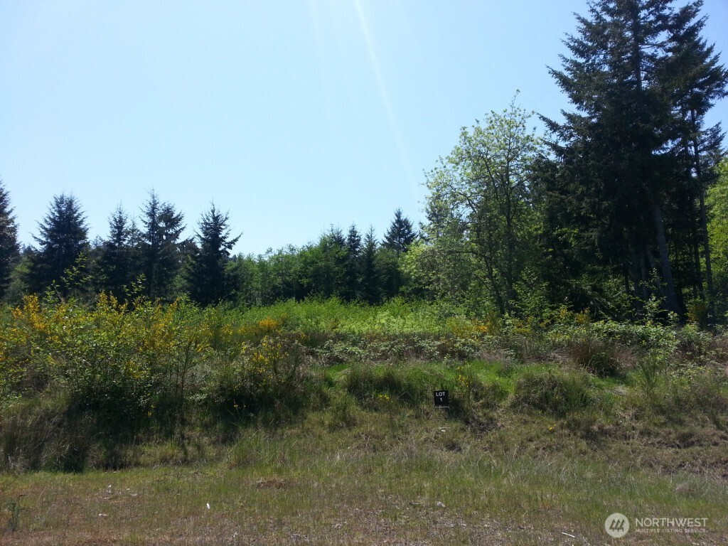8510 112th Avenue Anderson Island, WA 98303 - Photo 4 of 4 a view of a lush green forest with lots of trees