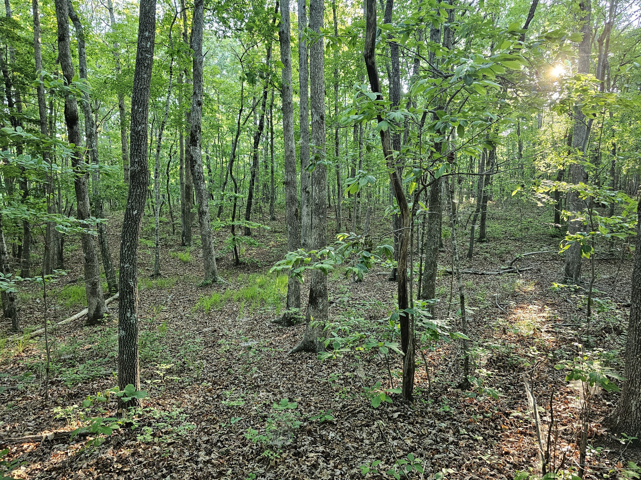 10 Griswold Road Altamont, TN 37301 - Photo 25 of 35 a view of a forest with trees