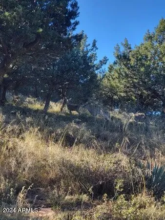 a view of a tree in a yard