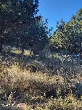 a view of a tree in a yard