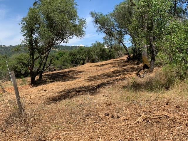 555 Jurgens Road Rescue, CA 95672 - Photo 11 of 38 a view of a yard with a tree