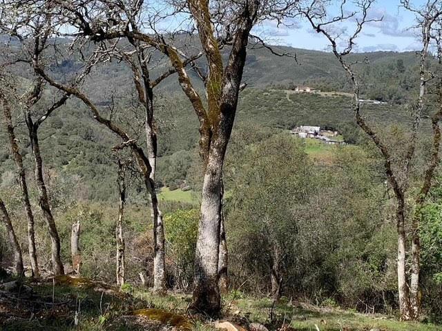 555 Jurgens Road Rescue, CA 95672 - Photo 21 of 38 a view of a large yard with lots of trees