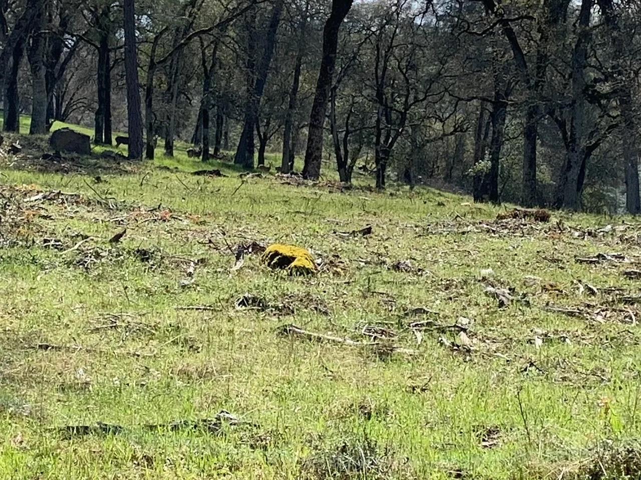 555 Jurgens Road Rescue, CA 95672 - Photo 26 of 38 a fire hydrant in the middle of a field