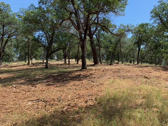 555 Jurgens Road Rescue, CA 95672 - Photo 6 of 38 a view of outdoor space with trees
