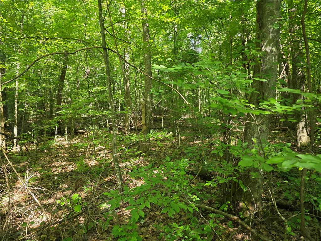 0 Harley Trail Ball Ground, GA 30107 - Photo 13 of 28 a view of a lush green forest