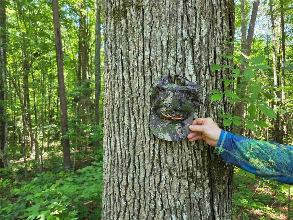 0 Harley Trail Ball Ground, GA 30107 - Photo 17 of 28 a view of a backyard of a house with a fountain