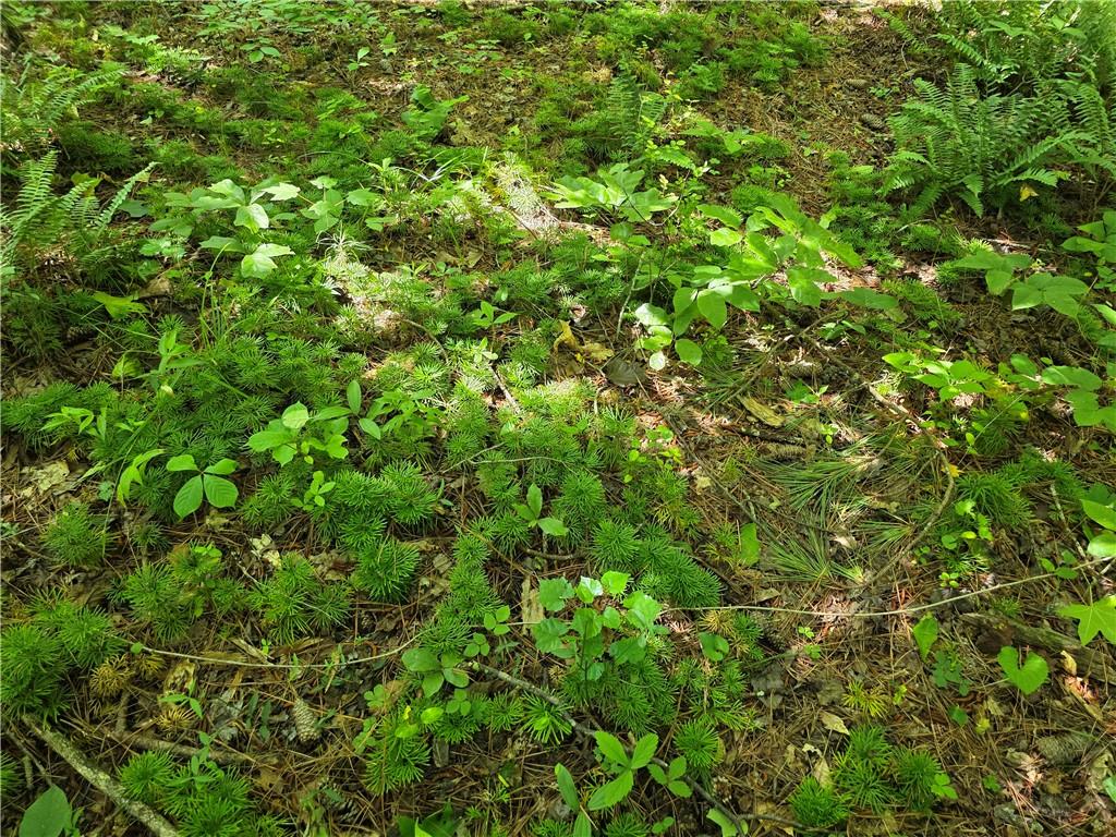 0 Harley Trail Ball Ground, GA 30107 - Photo 18 of 28 a view of a lush green plant