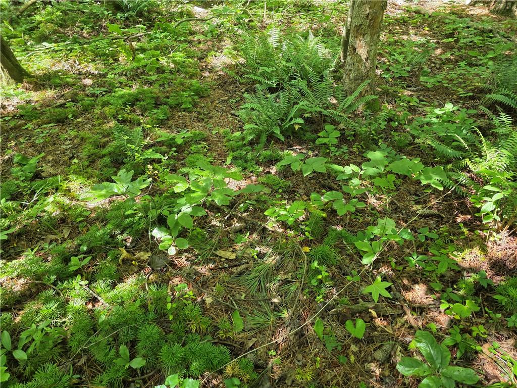 0 Harley Trail Ball Ground, GA 30107 - Photo 19 of 28 a view of a lush green field