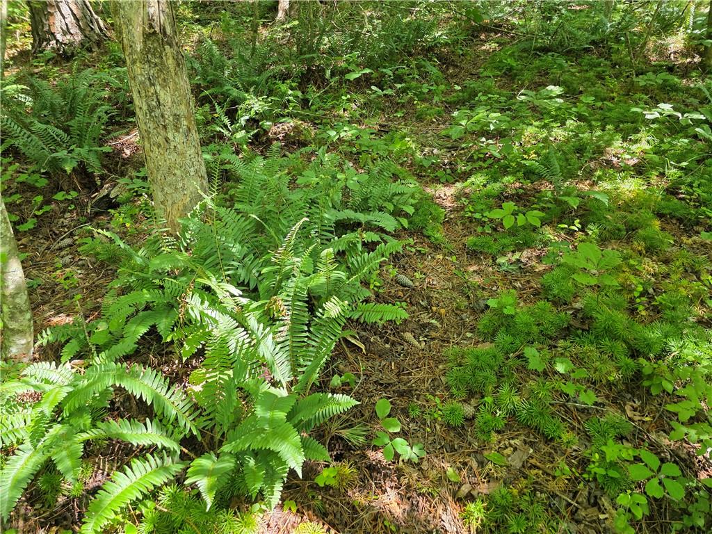 0 Harley Trail Ball Ground, GA 30107 - Photo 20 of 28 a view of a plant