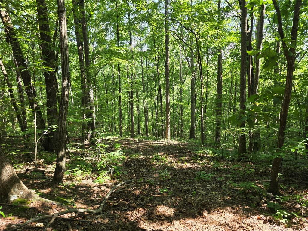 0 Harley Trail Ball Ground, GA 30107 - Photo 6 of 28 a big yard with lots of trees