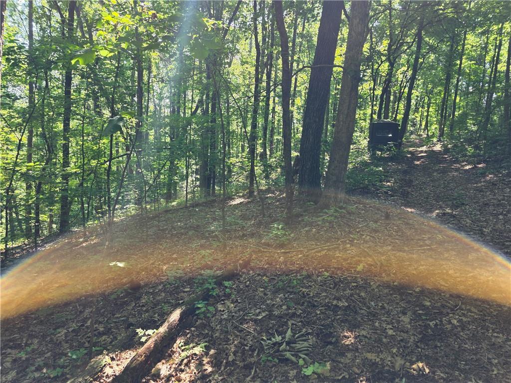 0 Harley Trail Ball Ground, GA 30107 - Photo 8 of 28 a view of a forest with trees in the background